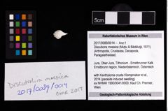 Foto (Objekt + Etikett) von Discutioira moesica (Muţiu & Bădăluţă, 1971)  (NHMW-GEO-2017-0089-0014)